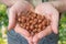 Farmer holds hazelnuts in hands