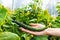 the farmer holds in his hand a long-fruited cucumber in a greenhouse