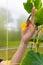 the farmer holds in his hand a long-fruited cucumber in a greenhouse