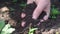 Farmer holds in his hands handful of fertile black earth suitable for growing various plants