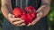 The farmer holds in his hands several ripe sweet red peppers. Vegetables from the farm concept