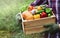 Farmer holds in his hands a wooden box with a vegetables produce on the background of the garden. Fresh and organic food