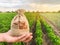 The farmer holds a money bag on the background of plantations. Lending and subsidizing farmers. Grants and support. Profit from