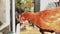 A farmer holds a red hen in his arms. Pets.