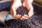 Farmer holds roasted coffee beans in his hand. Agribusiness and production concept