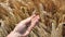 A farmer holds a spikelet of golden color of ripe ripe organic natural wheat for cooking craft whiskey or beer, before