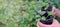 Farmer holds strawberry seedling in his hands against garden background. Bio organic farming gardening banner. Homegrown berries.