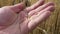 Farmer holds wheat grains In hand in wheat field