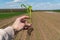 The farmer holds a young sprout of corn in his hands. Young corn plants