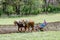 Farmer with horses plowing