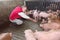 Farmer inside a pig farm, petting the pigs