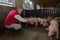 Farmer inside a pig farm, petting the pigs