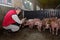 Farmer inside a pig farm, petting the pigs