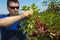 Farmer inspecting cherry yield