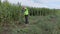 Farmer inspecting corn field