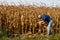 Farmer Inspecting Corn FIeld