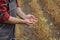 Farmer inspecting soy bean crop in field