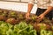 Farmer inspecting vegetable garden in hydroponics organic vegetable farm Successful Ideas