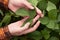 The farmer inspects and checks the green leaves of soybeans for the presence of pests. Agricultural industry