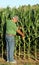 Farmer inspects the corn crop