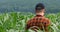 A farmer inspects a field of corn. The upcoming harvest