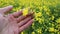 A farmer inspects a field of flowering rapeseed. Harvest forecasts