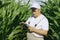 A farmer inspects a field with growing corn, looks at the leaves.