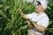 A farmer inspects a field with growing corn, looks at the leaves.