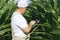 A farmer inspects a field with growing corn, looks at the leaves.