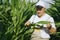 A farmer inspects a field with growing corn, looks at the leaves.