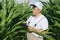 A farmer inspects a field with growing corn, looks at the leaves.