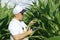 A farmer inspects a field with growing corn, looks at the leaves.