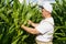 A farmer inspects a field with growing corn, looks at the leaves.