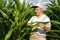 A farmer inspects a field with growing corn, looks at the leaves.