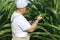 A farmer inspects a field with growing corn, looks at the leaves.