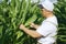 A farmer inspects a field with growing corn, looks at the leaves.