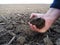 A farmer inspects the field before sowing seeds, lumps of soil in his hands