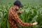 A farmer inspects the growing corn trees and leaves and smiles. Agricultural business