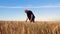 A farmer inspects his wheat field.