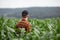 A farmer inspects a large green corn field. Agricultural industry