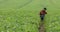 A farmer inspects soybean sprouts on a large green field. The upcoming harvest