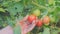 Farmer inspects a tomato crop, close-up