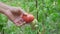 Farmer inspects a tomato crop, close-up