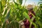 Farmer inspects what appears to be a bumper crop of corn for this year`s harvest