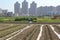 Farmer irrigating in paprika field