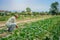 Farmer irrigation fields of cabbage