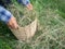 Farmer keep hay to wicker basket for organic fertilizer production.