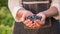 Farmer keeps a handful of blueberries - a healthy berry full of vitamins