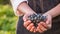 Farmer keeps a handful of blueberries - a healthy berry full of vitamins