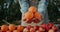 The farmer keeps a number of large oranges above the fruit counter. Goods from local farmers